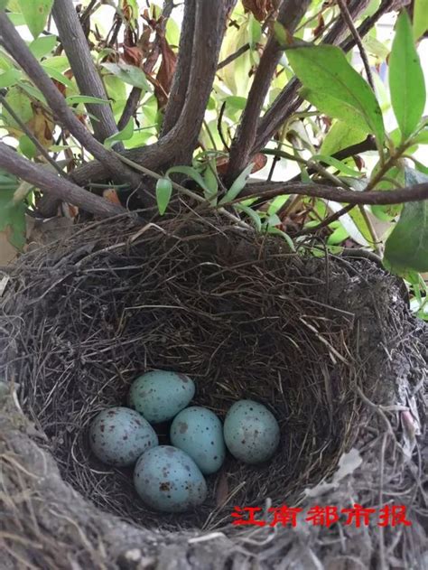 鳥在陽台築巢怎麼辦|鳥的習性與防鳥